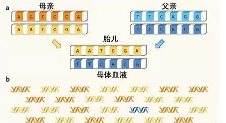 西安上户口亲子鉴定机构哪家好?