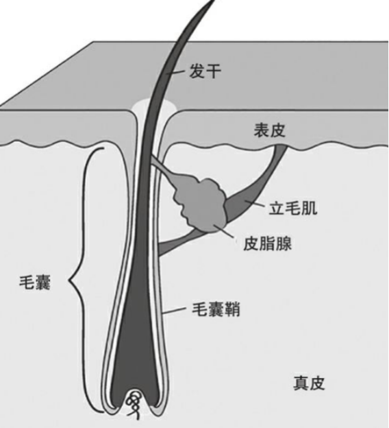 人的毛发结构